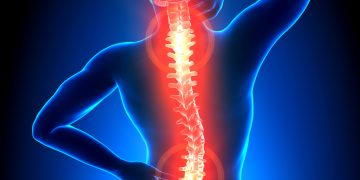 Позвоночник