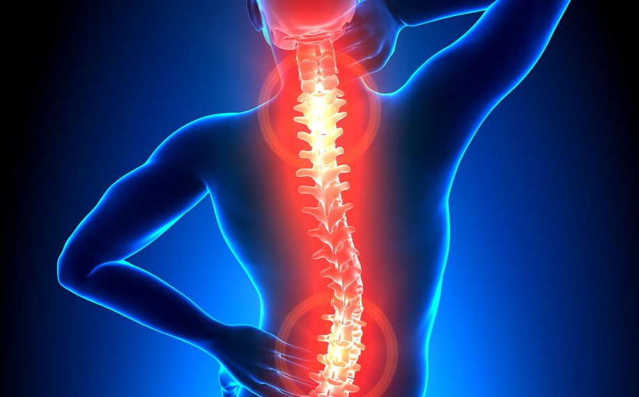 Позвоночник